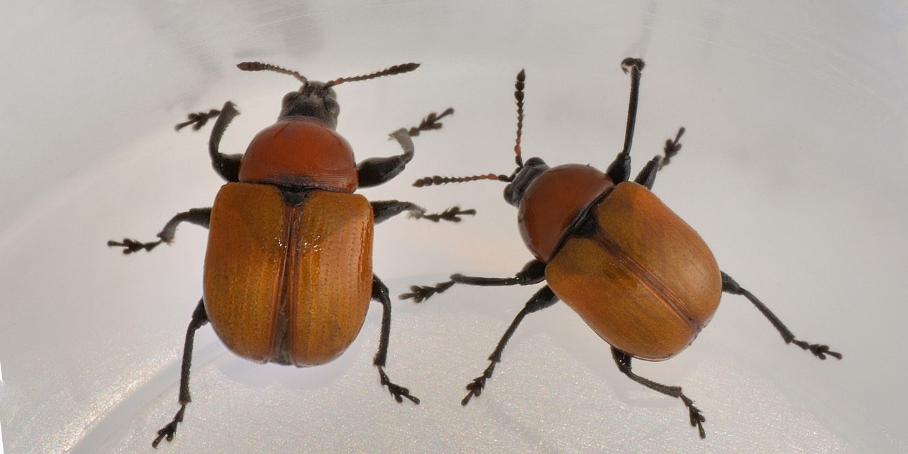 Attelabus nitens, su Leccio.